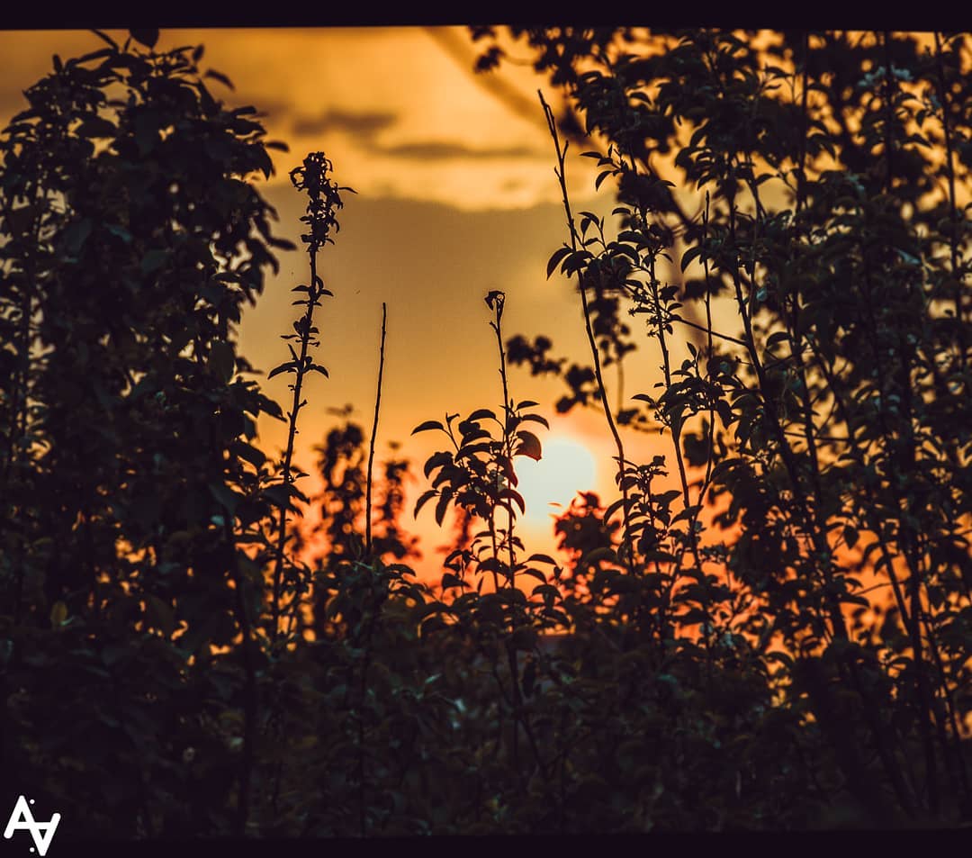 Evening Reeds