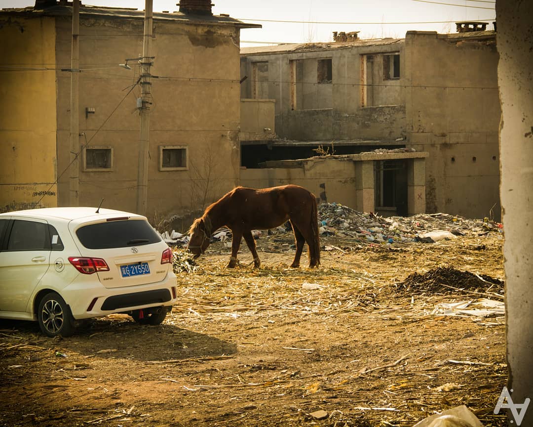 Horse amongst the hay.