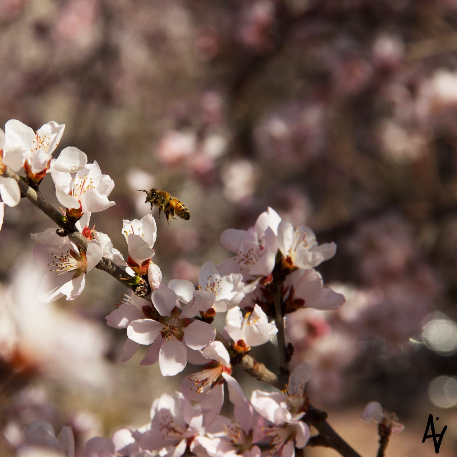 The Bee and The Blossom